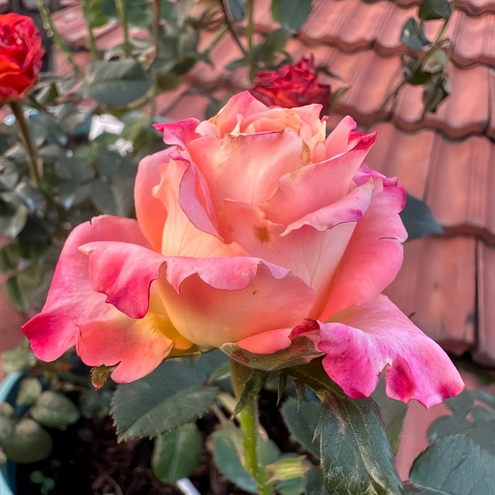 Yanluo Rose Plant|烟罗 image 6