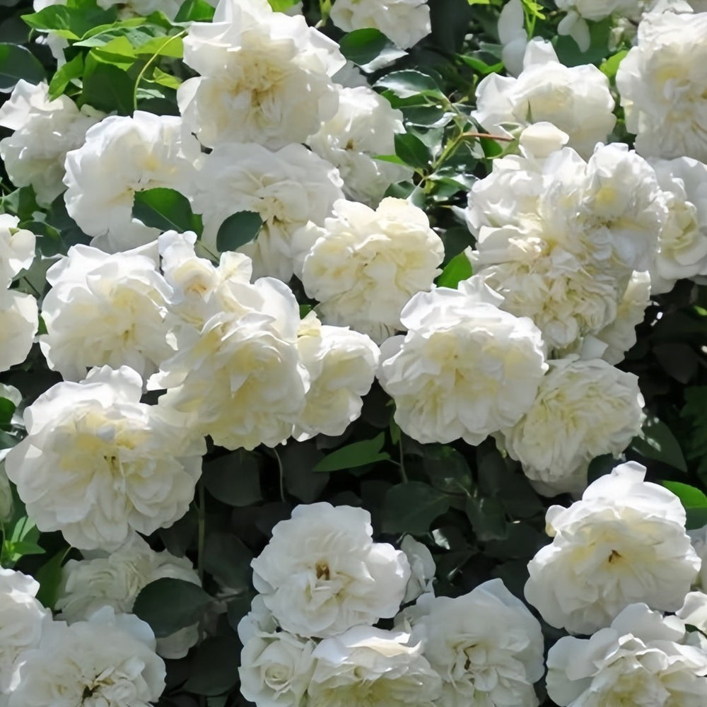 White Meidiland Rose Plant｜白米农 image 9
