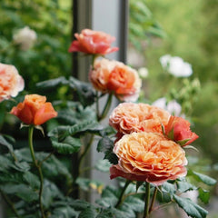 Kensington Garden Rose Plant｜肯辛顿公园 image 3