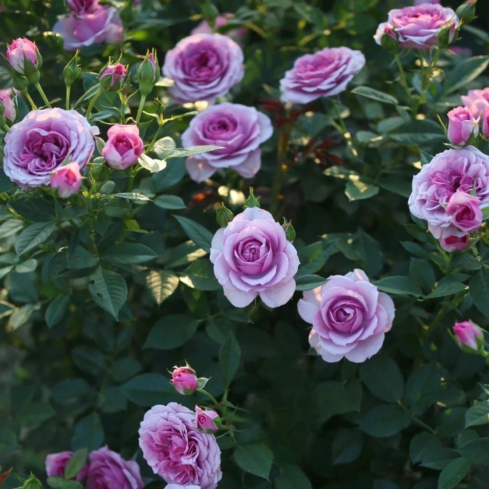 Lavender Flower Circus Rose Plant｜薰衣草门廊 image 7