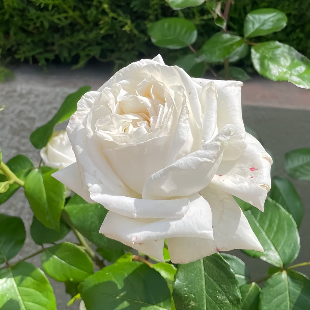 Pierre Arditi Rose Plant|伊芙·皮埃尔/冷香 image 1