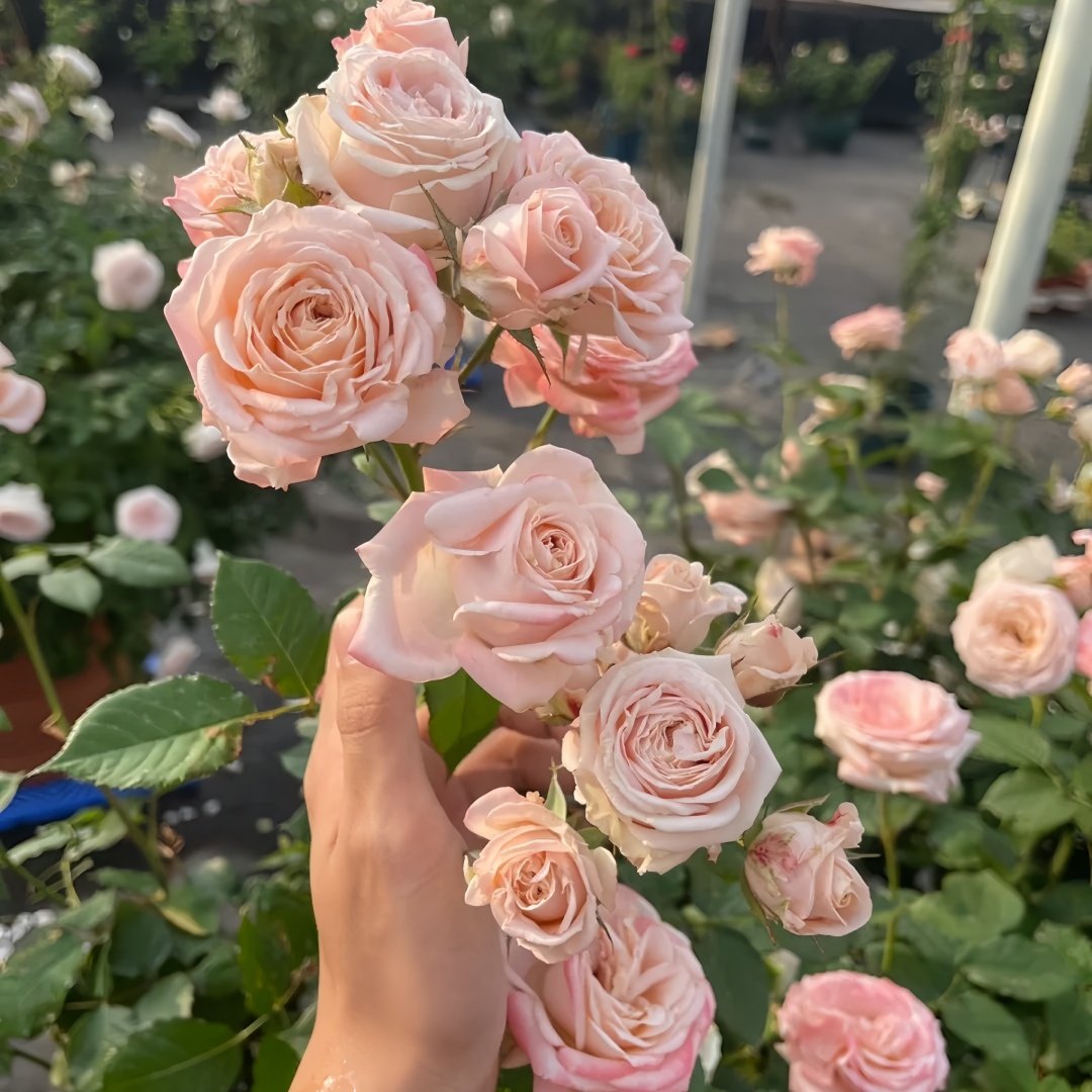Hina Rose Plant|雏鸟 image 8
