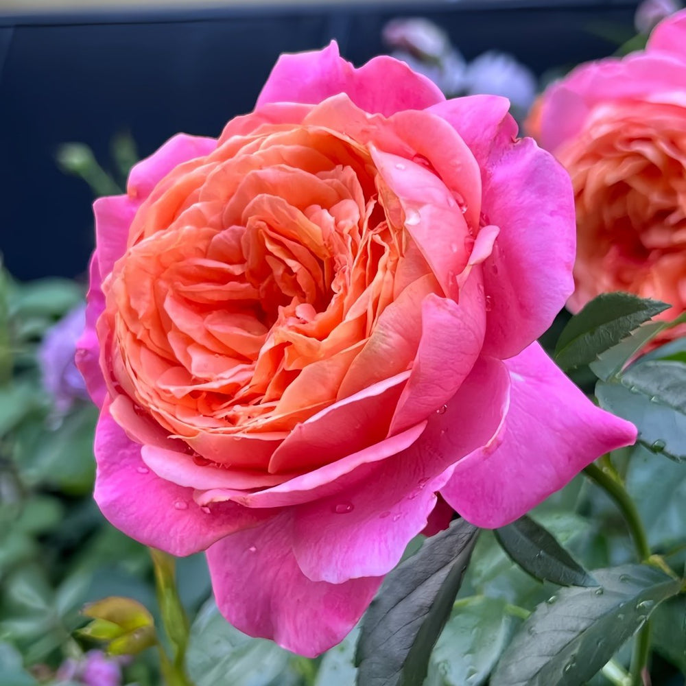 JuZi Rose Plant-橘子 image 1