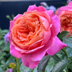 JuZi Rose Plant-橘子 image 1
