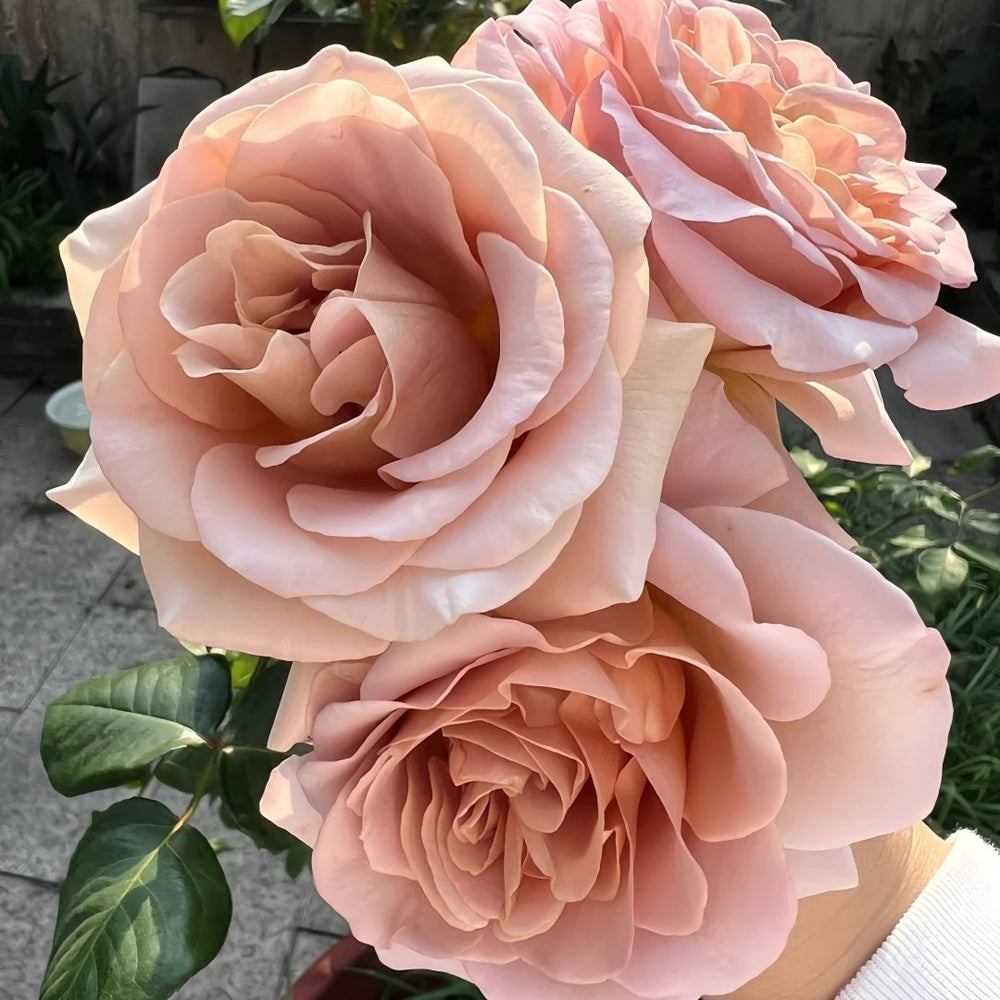 Latte Art Rose Plant|拿铁艺术 image 5