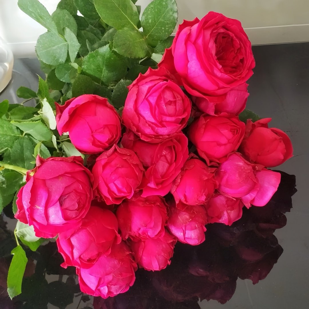 Pas de deux Rose Plant|双人芭蕾 image 6