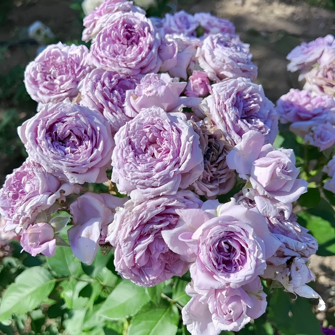 Colin Craven Rose Plant｜柯林克莱文 image 9