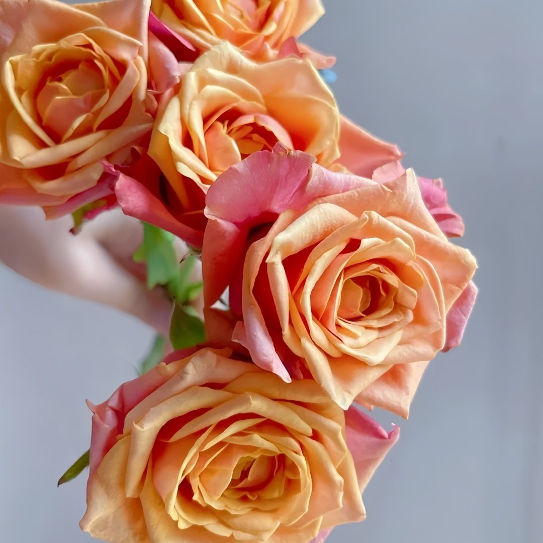 Cherry Brandy Rose Plant｜樱桃白兰地 image 8