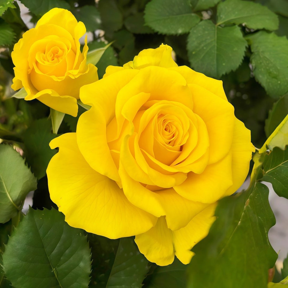 Shell Rose Plant｜贝壳 image 7