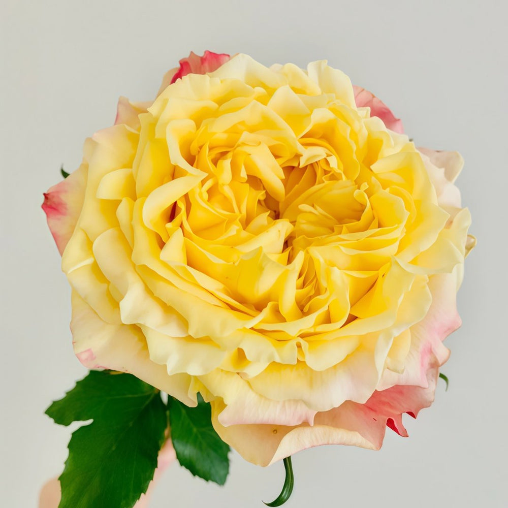 Golden Wheat Rose Plant｜黄金麦浪 image 6