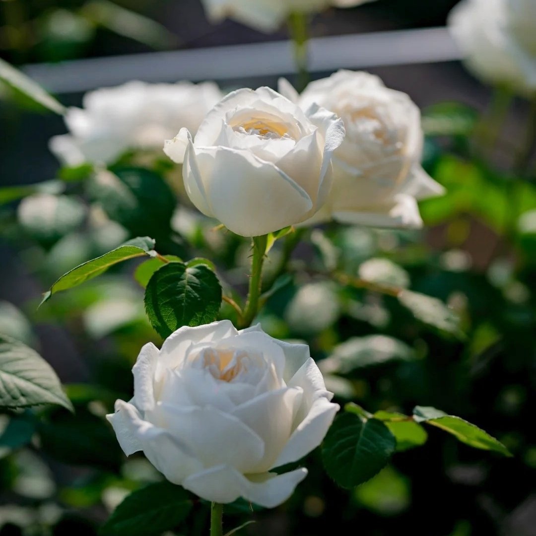 Yves Wedding Road Rose Plant|伊芙婚礼之路 image 6