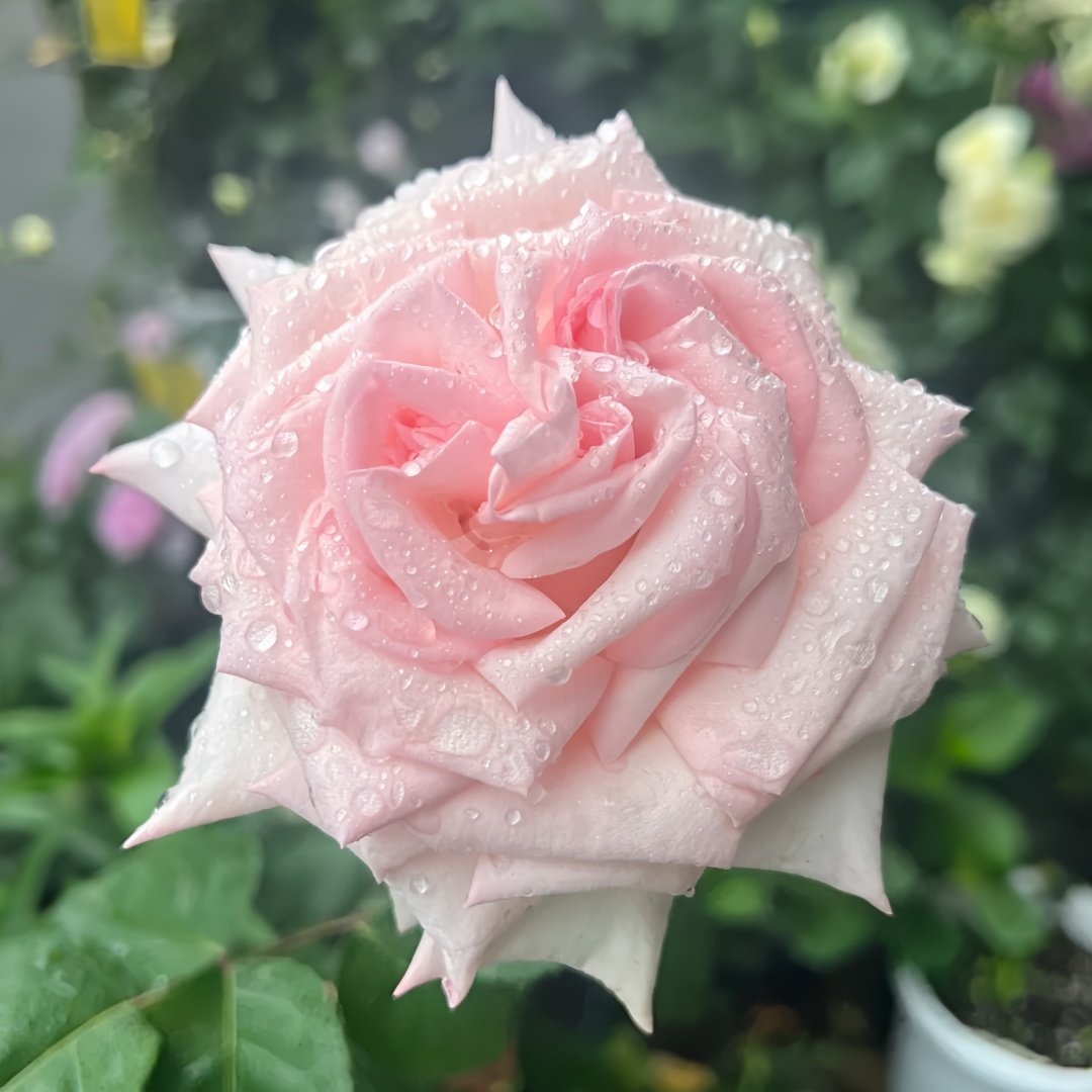 Pink O‘Hara Rose Plant|粉荔枝 image 4