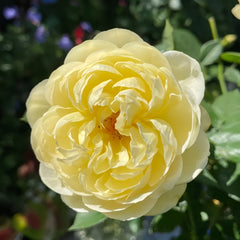 Luciole Rose Plant|萤火虫/路西欧 image 2