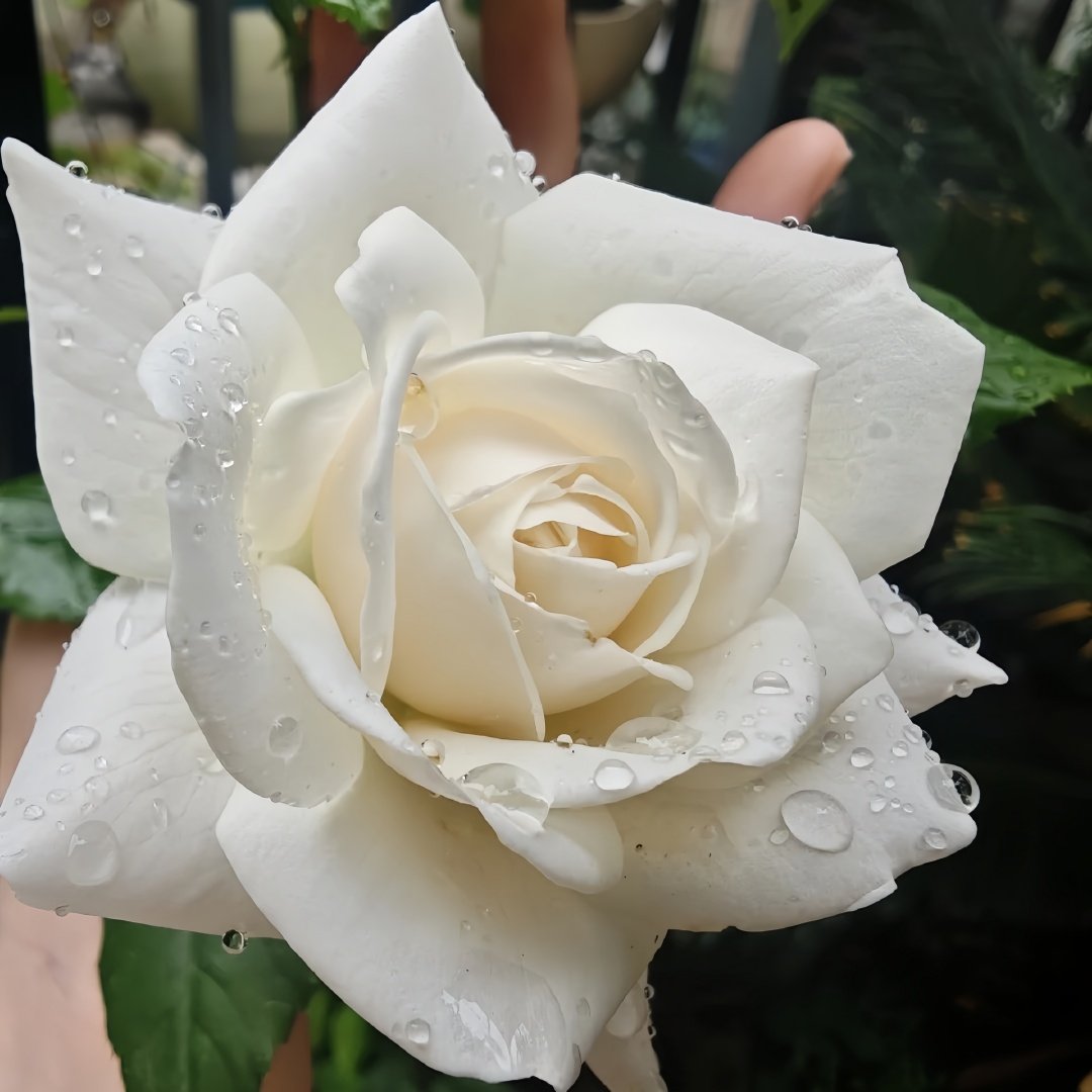 Iceberg Climbing Rose Plant｜藤冰山 image 8
