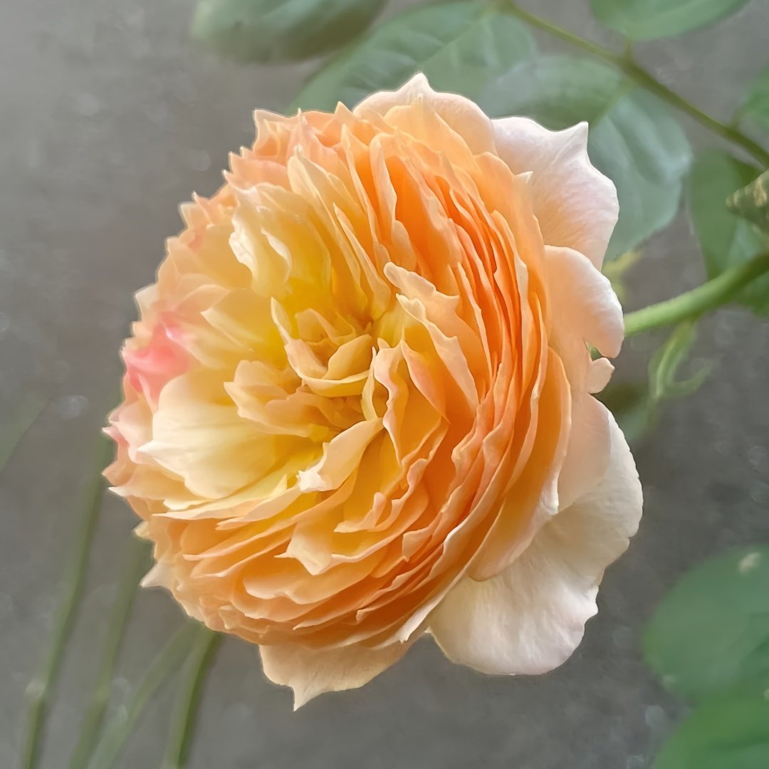 Apricot Fat Rose Plant|杏子肥 image 5