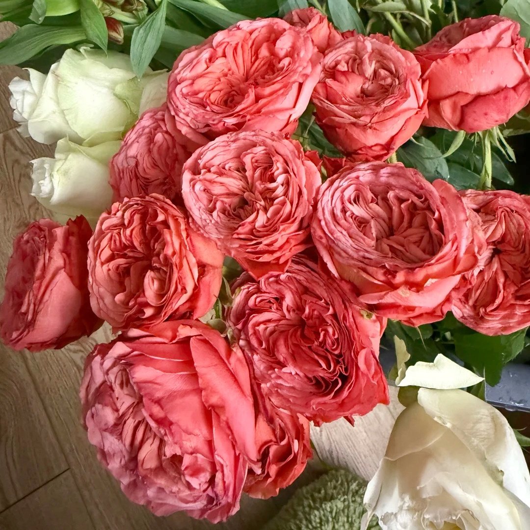 Bella Trendsetter Rose Plant｜潮流贝拉 image 8