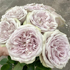 Silvermine Rose Plant|银矿 image 2