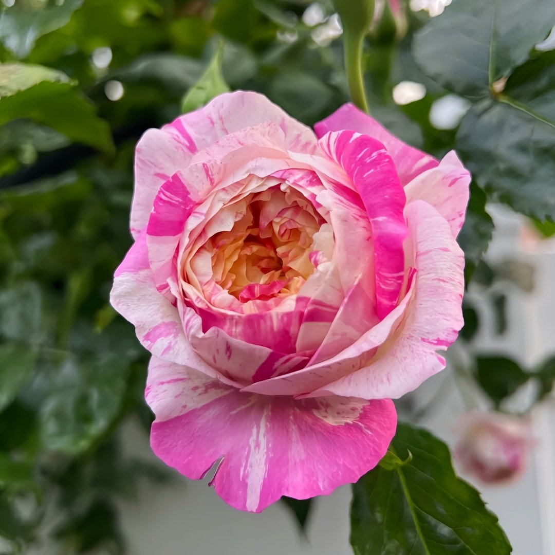 Edouard Manet Rose Plant|马奈 image 3