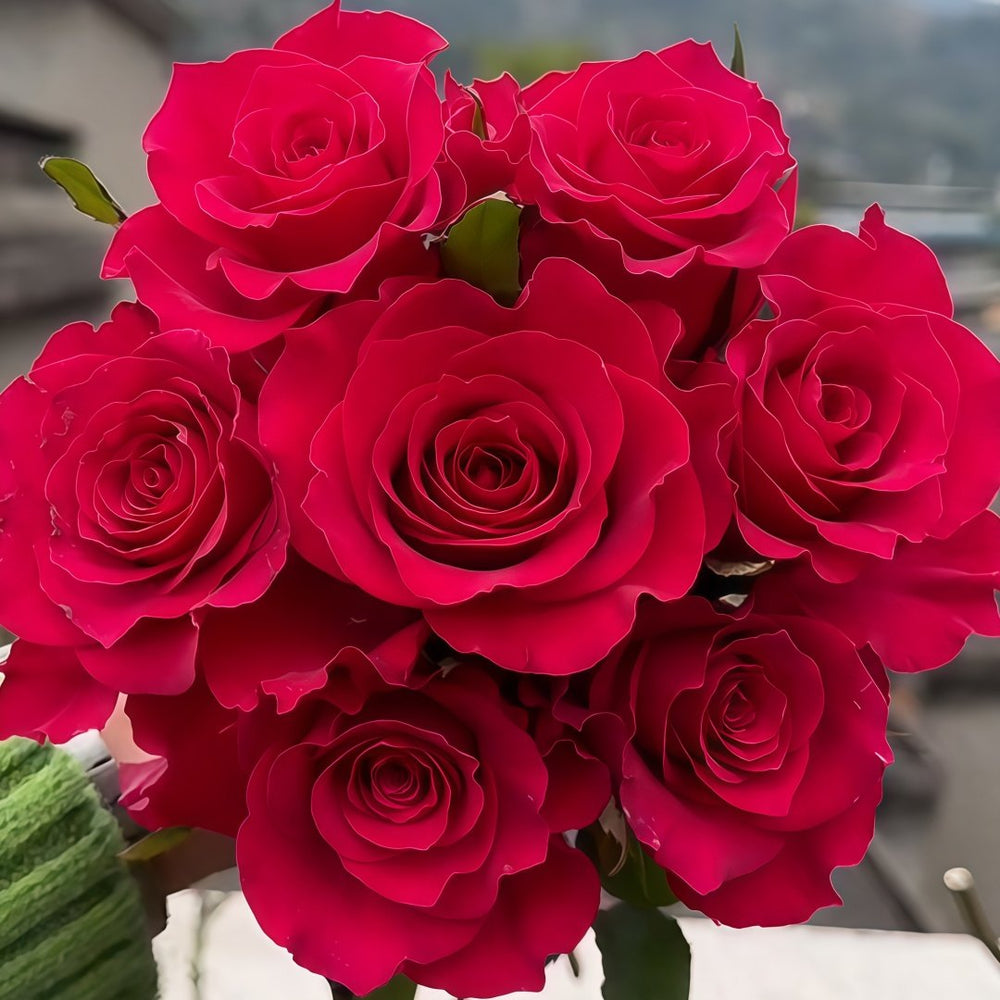 Gotcha Rose Plant|高盛/高胜 image 5