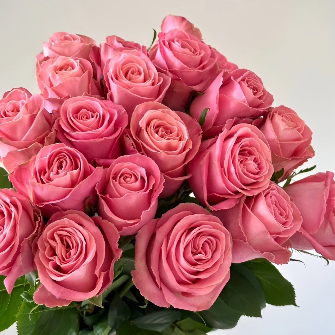 Hemosa Rose Plant ｜赫莫萨 image 8