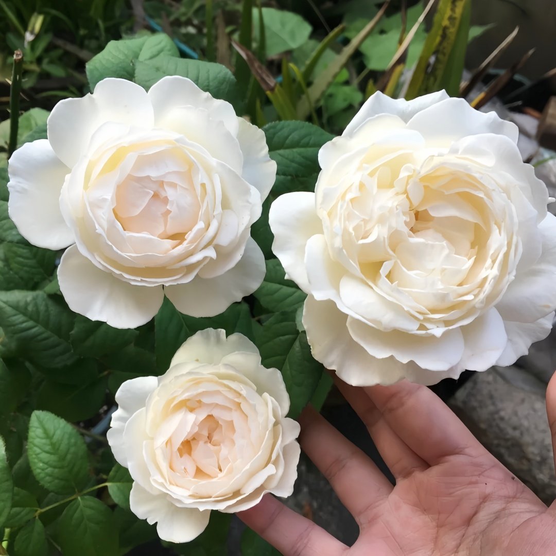 Kashou Rose Plant|华宵 image 6