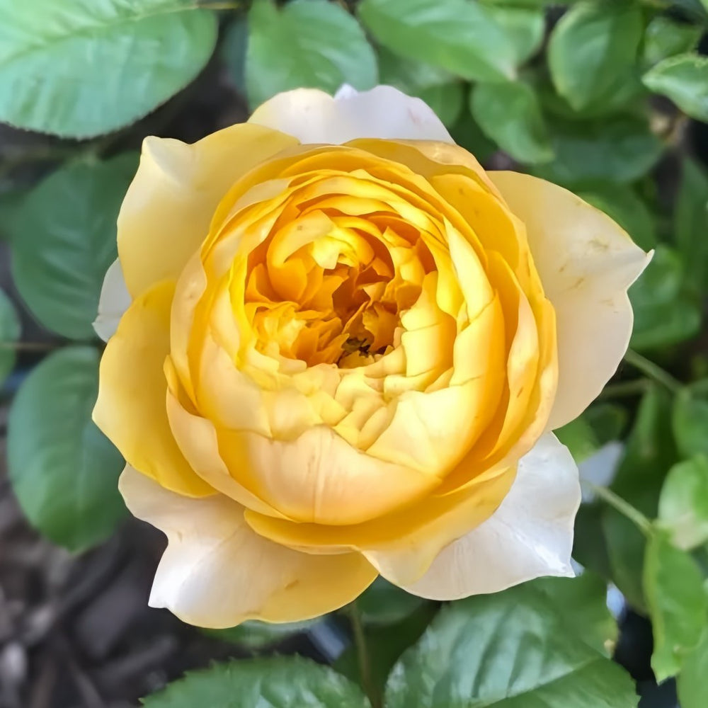 Golden Vuvuzela Rose Plant｜金色珊瑚心 image 5