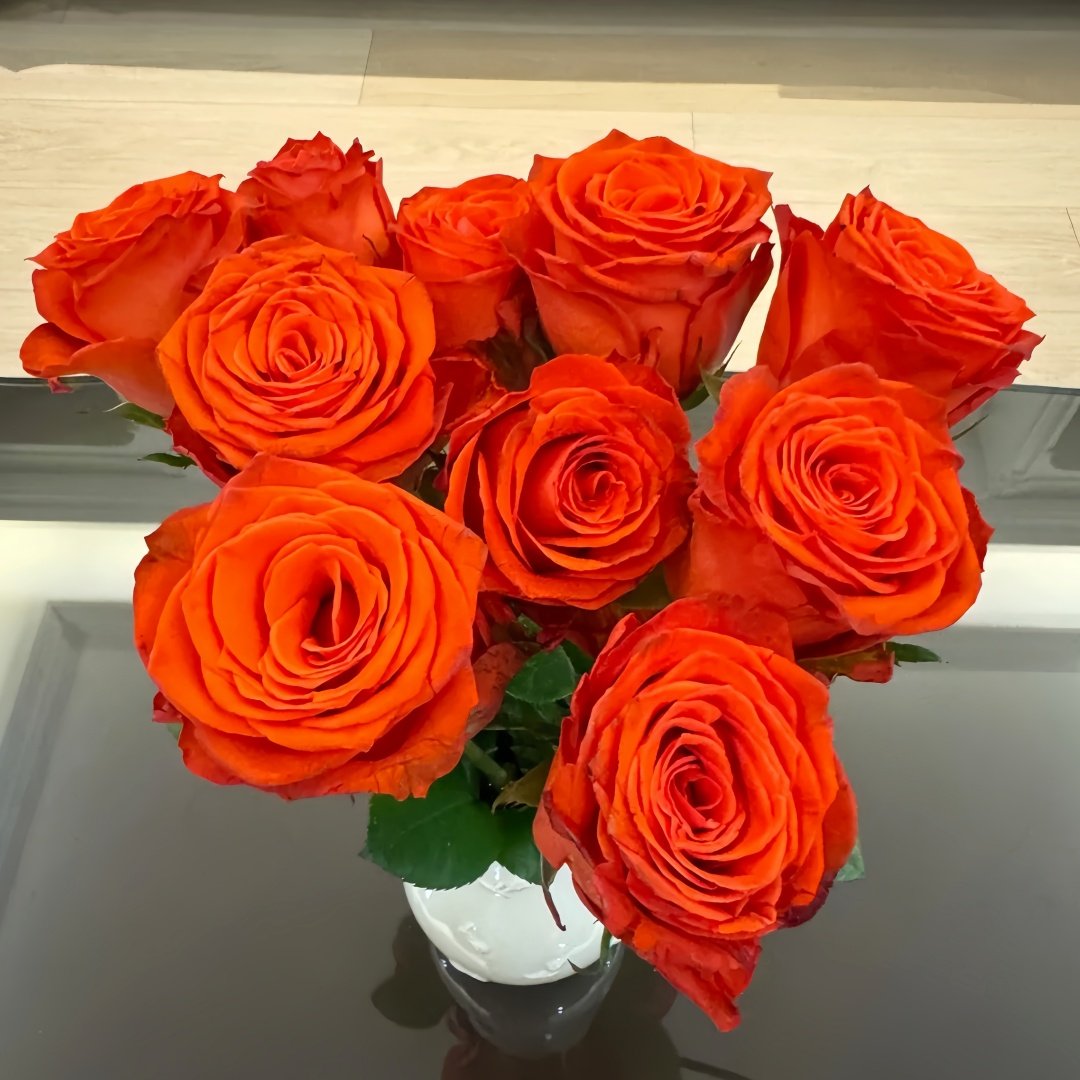 Sunset glow Rose Plant｜落霞 image 9