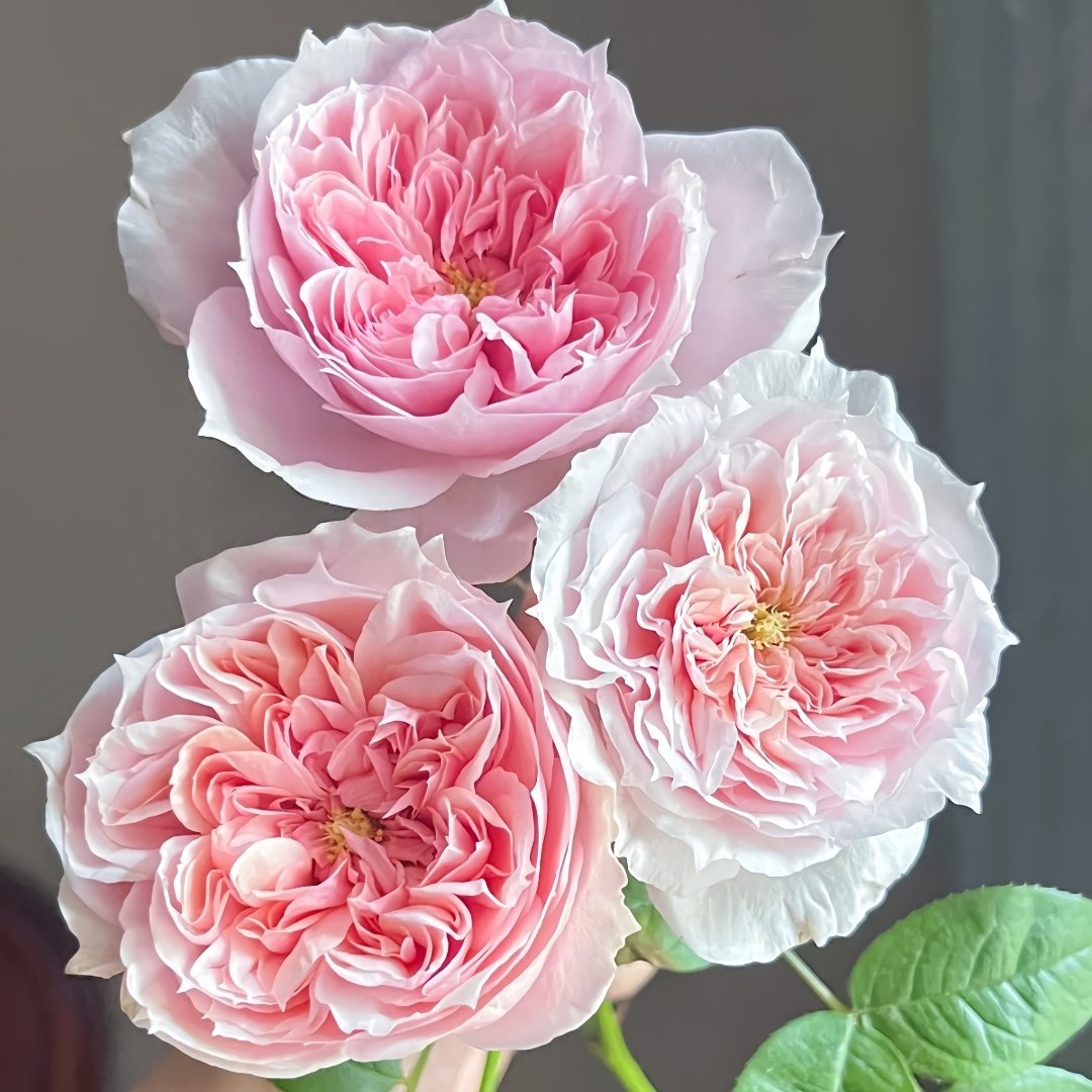 Schöne Maid Rose Plant|美少女 image 0