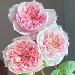 Schöne Maid Rose Plant|美少女 image 0