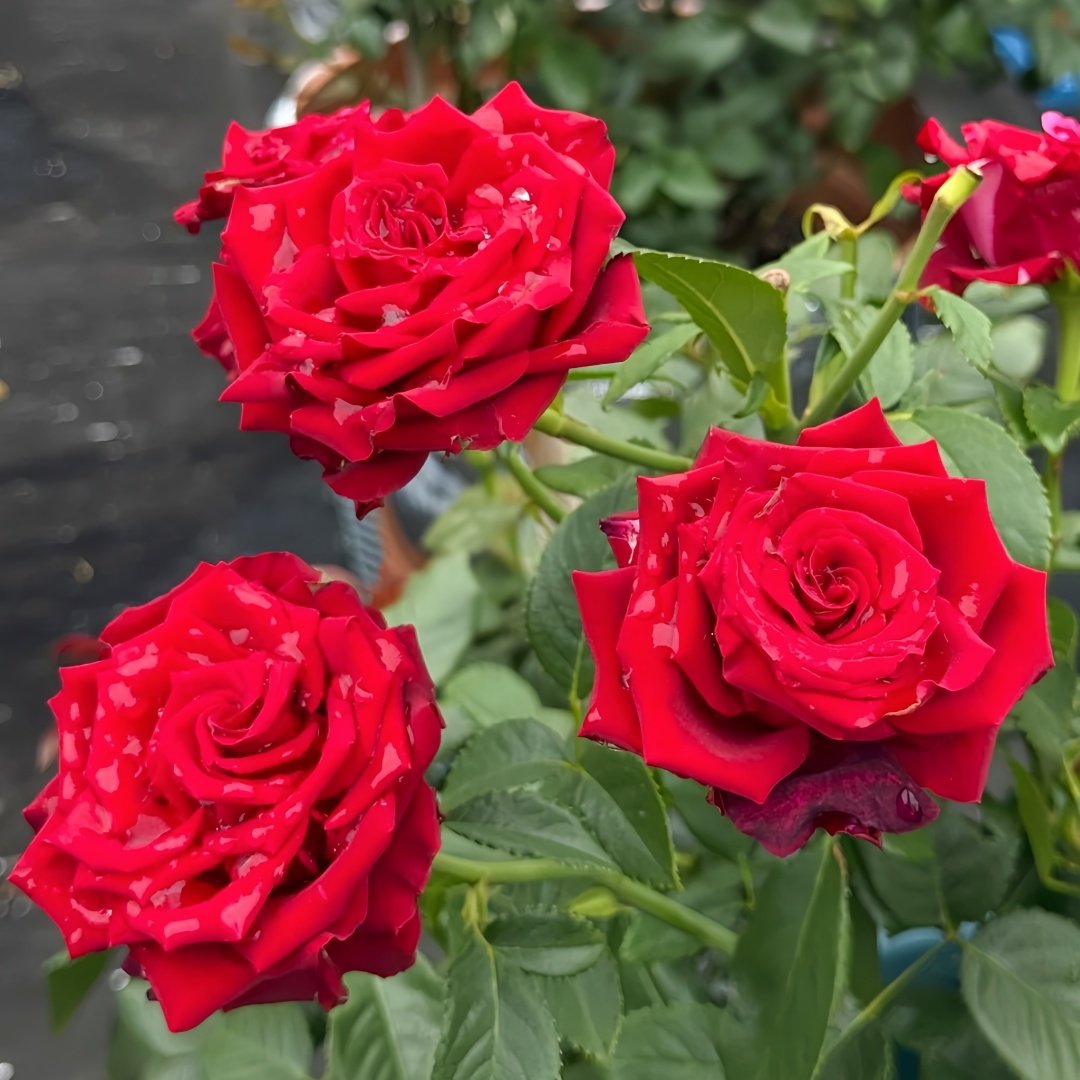 Red Panther Rose Plant｜红色豹子 image 5