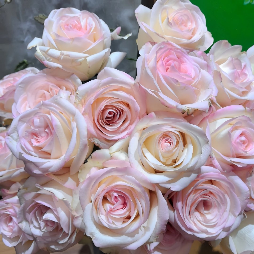 White Peach Gyokuro Rose Plant | 玉露白桃 image 7
