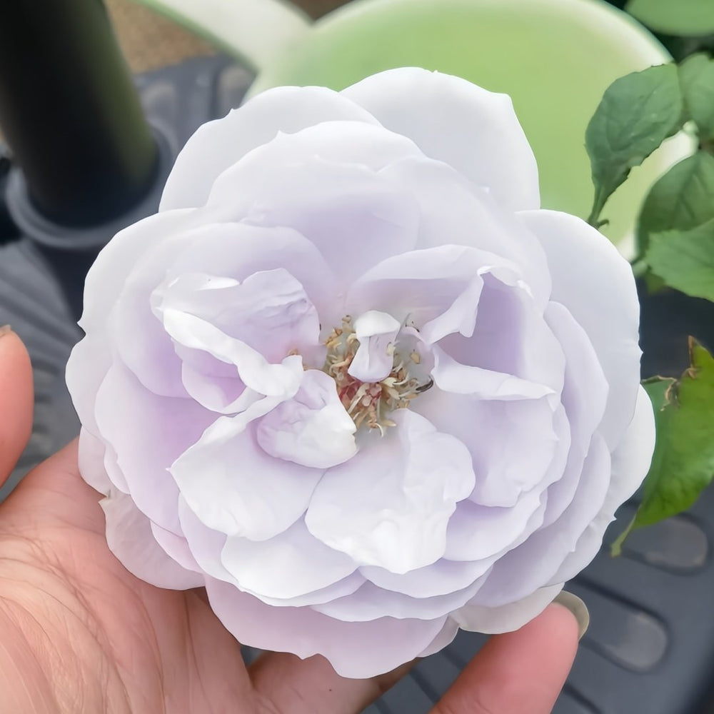 Porte Bleue Rose Plant|蓝色之门 image 5