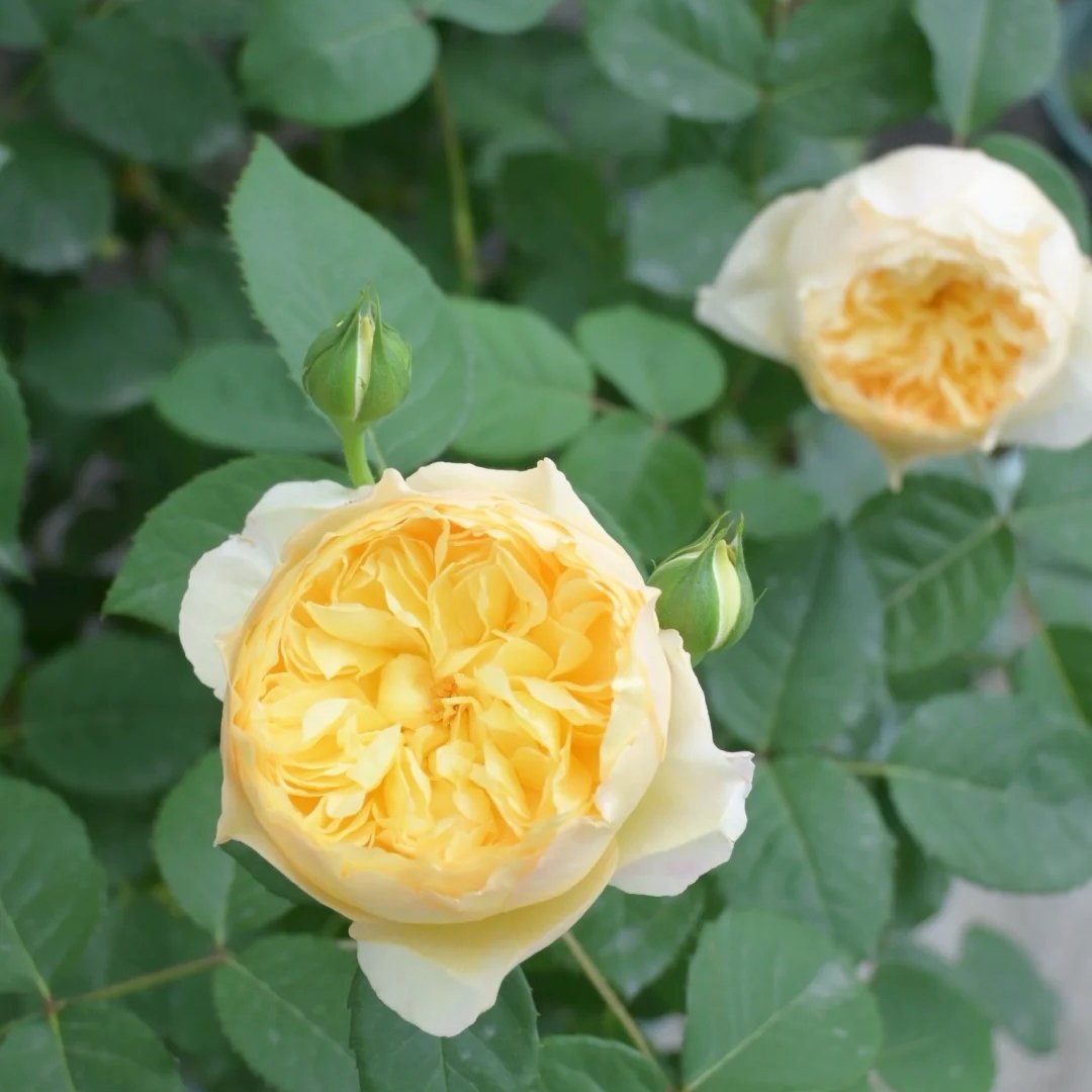 Bird Chirp Rose Plant|雀啾 image 2