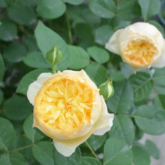 Bird Chirp Rose Plant|雀啾 image 2