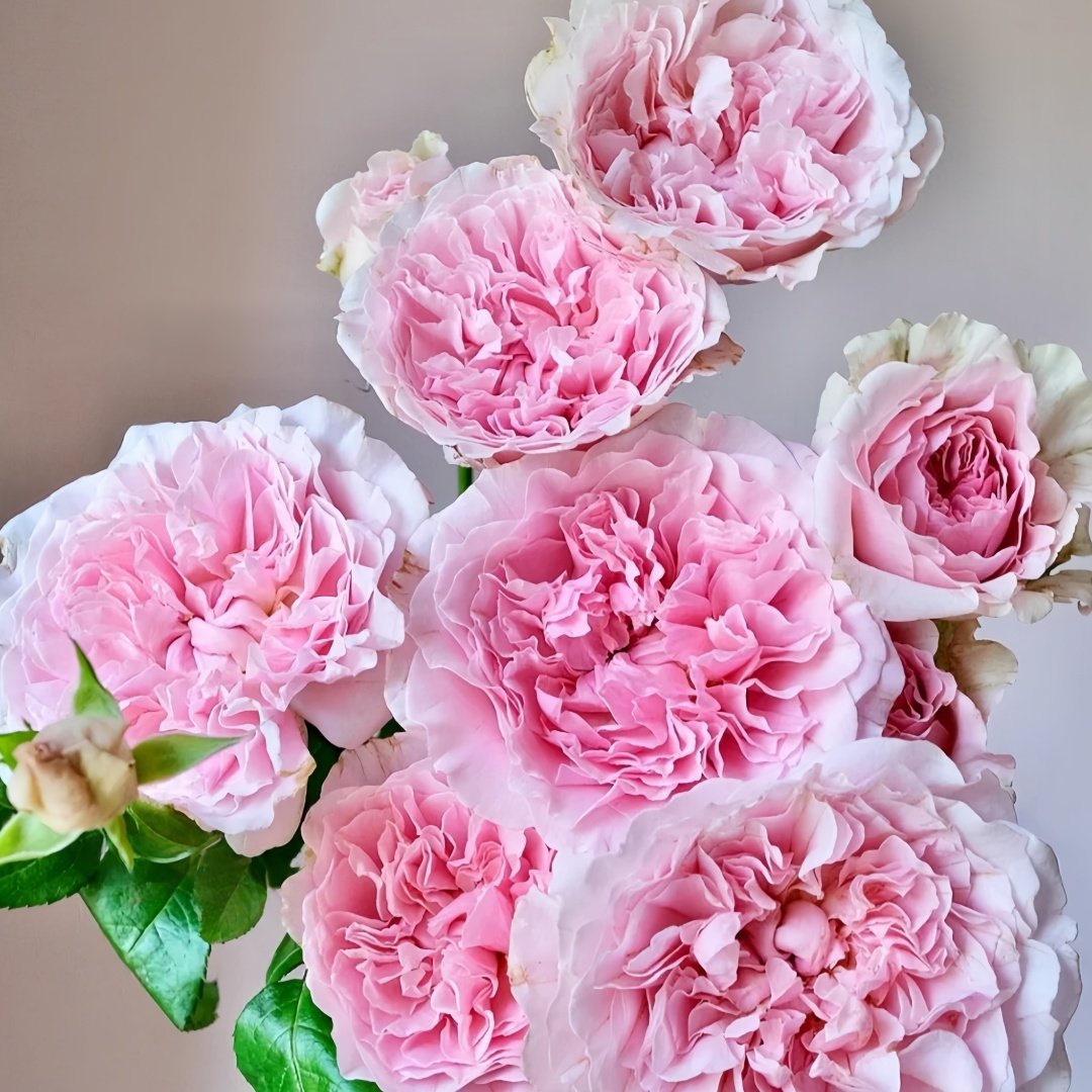 Miranda Rose Plant | 米兰达 image 4