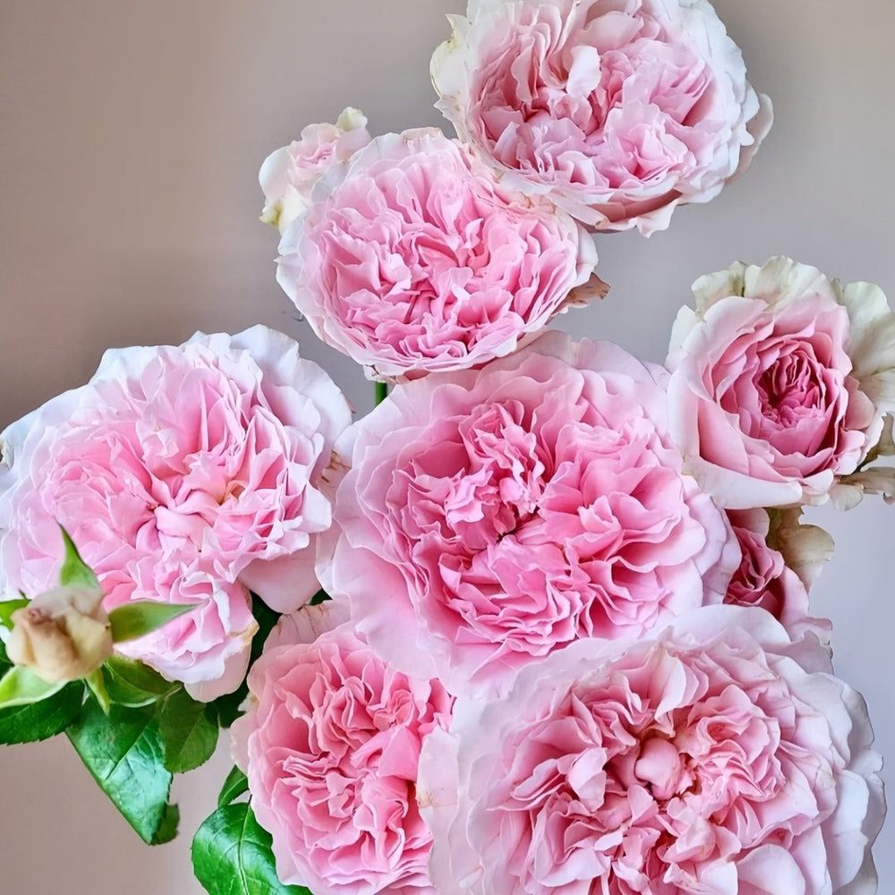 Miranda Rose Plant | 米兰达 image 4