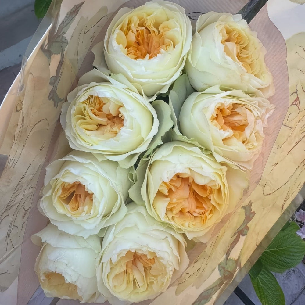 Antonia Garden Rose Plant | 安东尼亚花园 image 7
