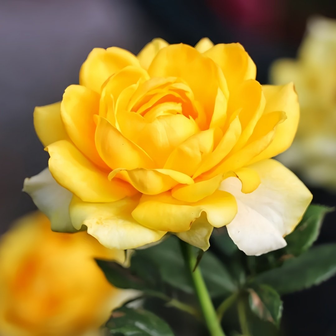 Sunny Beach Rose Plant｜阳光海滩 image 5