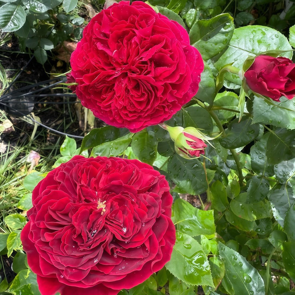 Tess Rose Plant | 苔丝 image 8