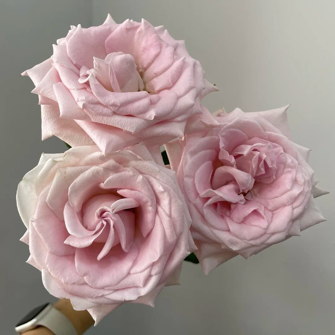 Dainty Parfum Rose Plant|丹蒂香水 image 6
