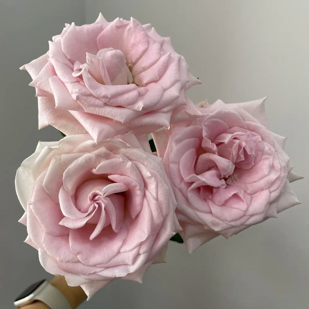 Dainty Parfum Rose Plant|丹蒂香水 image 6