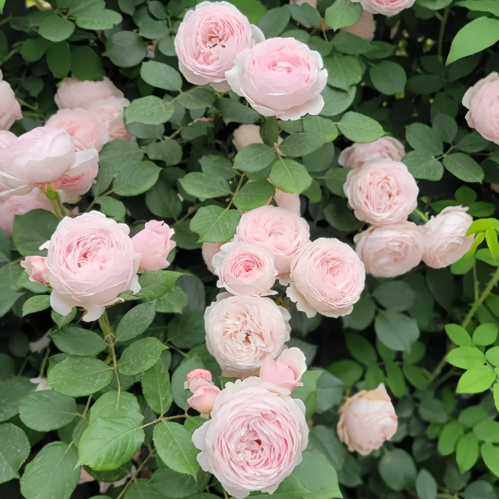 Geoff Hamilton Rose Plant｜杰夫汉密尔顿 image 7