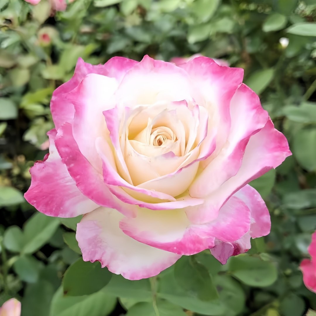 Seraphim Rose Plant｜六翼天使 image 3