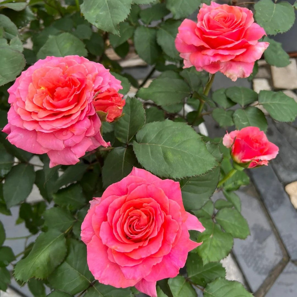 Briliant Rose Plant|辉煌 image 8