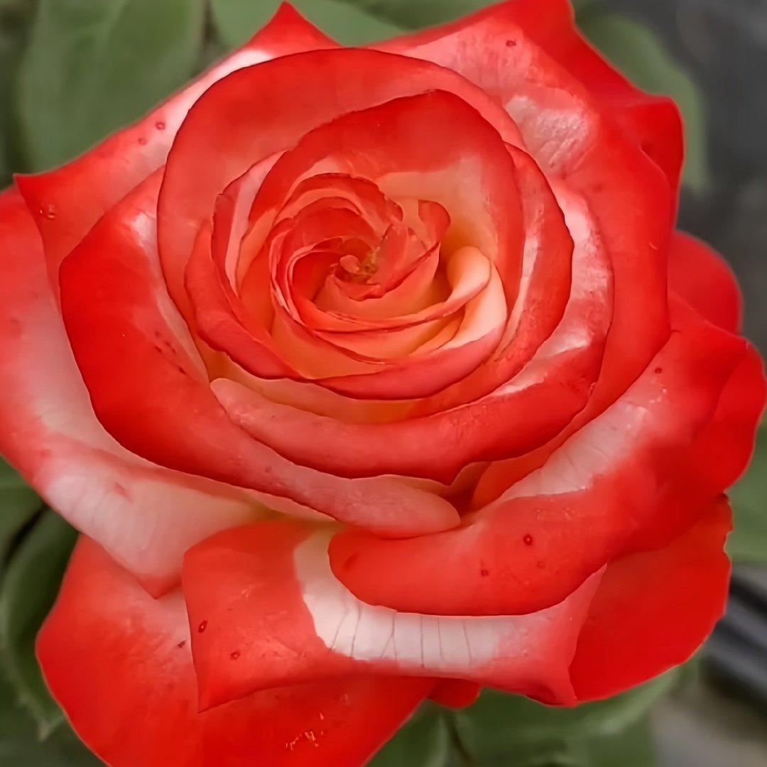 Imperatrice Farah Rose Plant | 法拉皇后 image 5