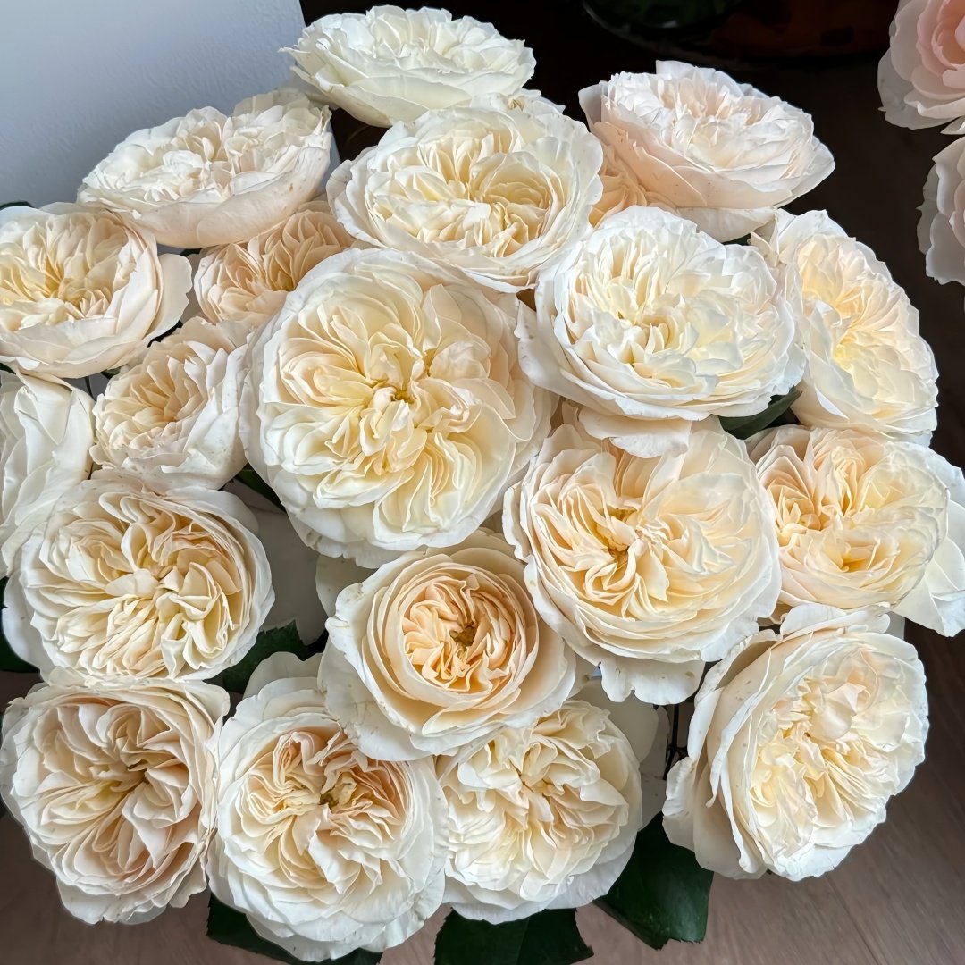 Bessie Rose Plant|贝茜 image 0