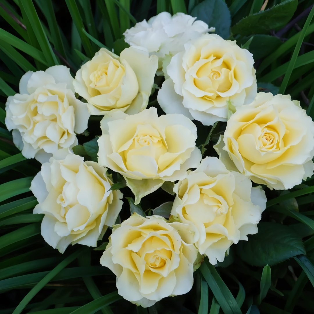 Green Planet Rose Plant|绿色行星 image 1
