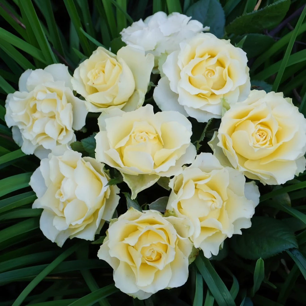 Green Planet Rose Plant|绿色行星 image 1