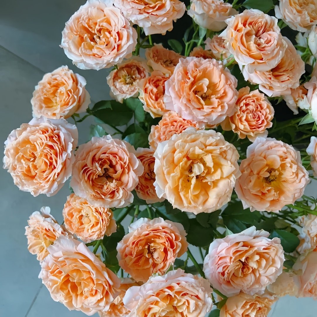 Apricot Lace Rose Plant|杏色蕾丝 image 7