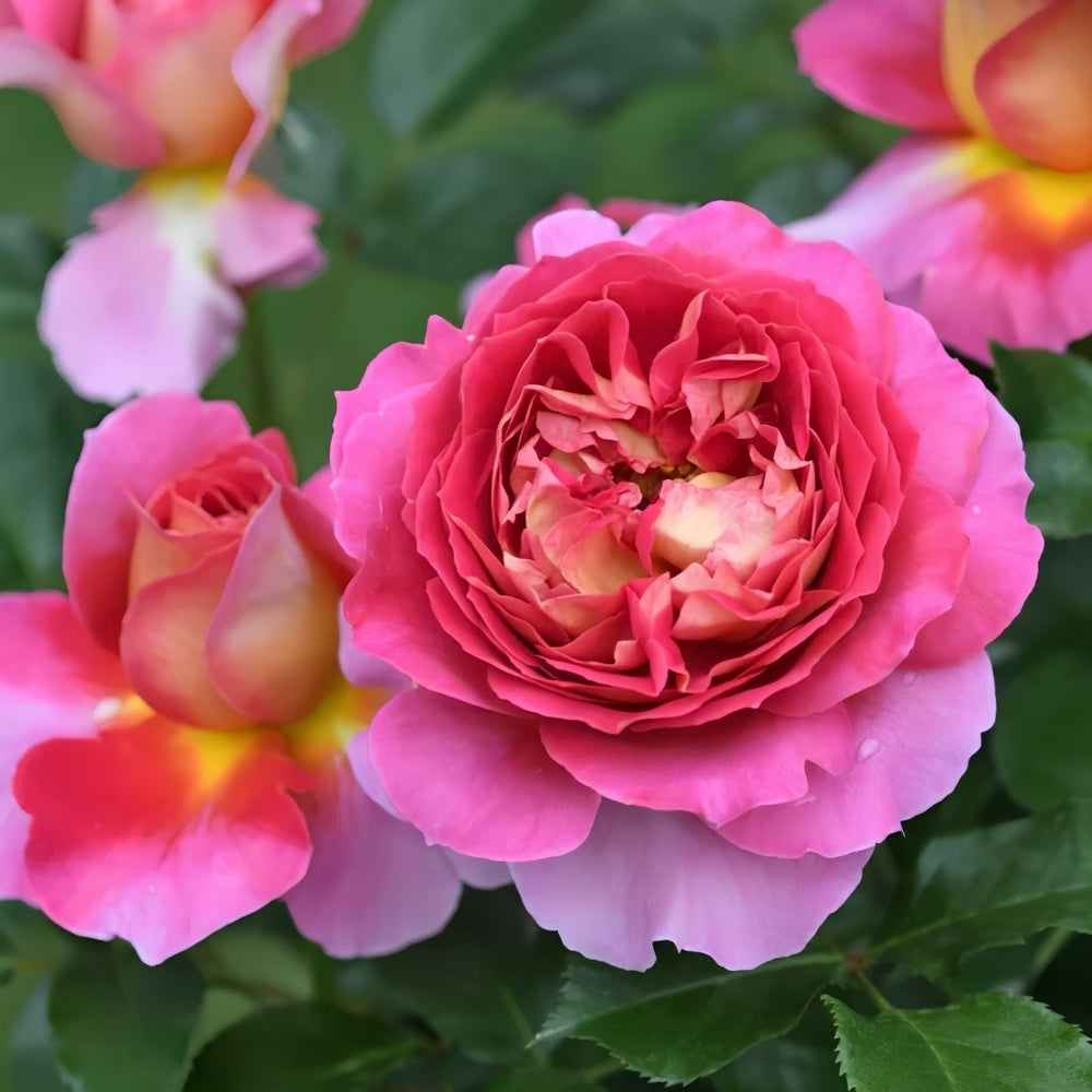 Esprit de Paris Rose Plant｜巴黎精神 image 5
